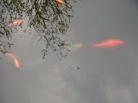 Goldfische im Gartenteich